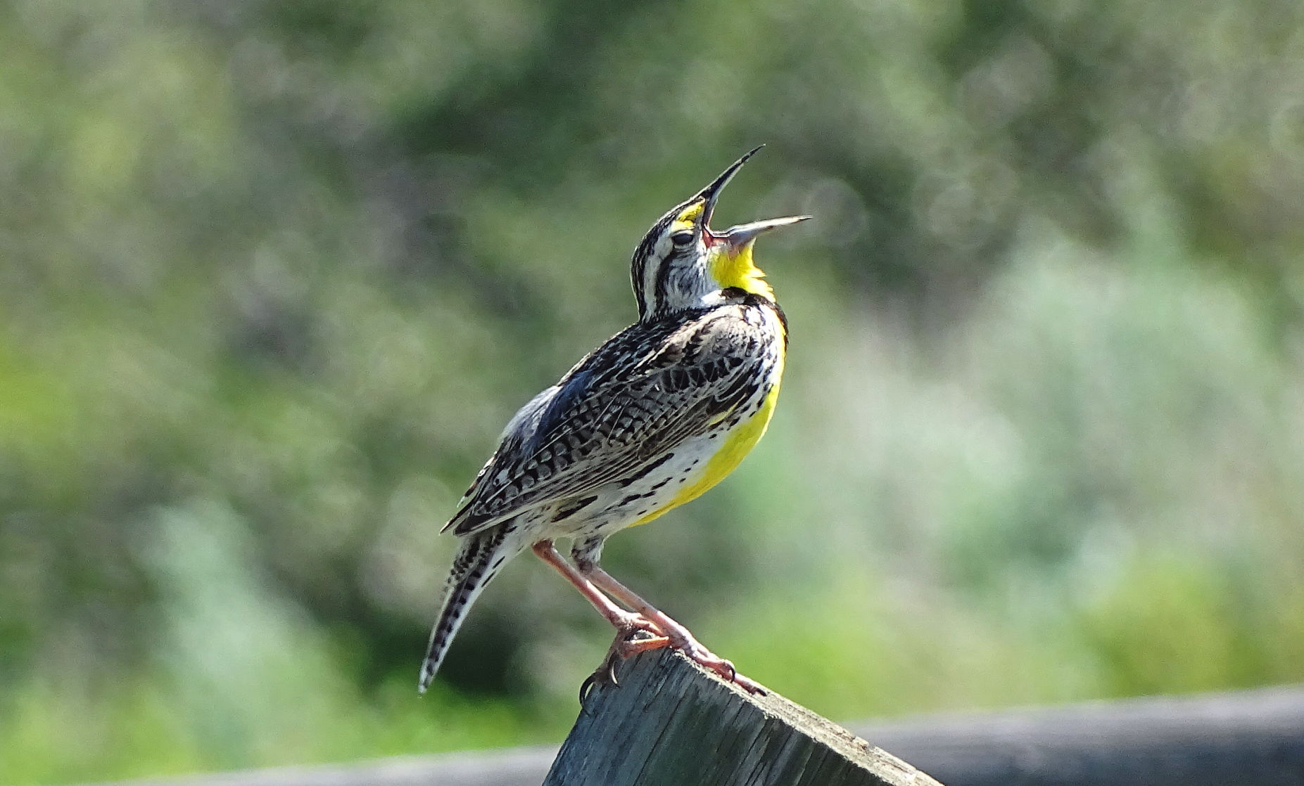 Meadowlark